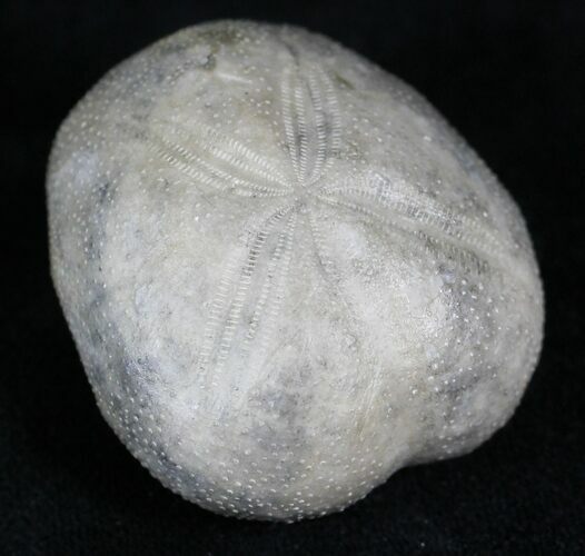 Cretaceous Fossil Sea Urchin (Hemiaster) - Texas #26820